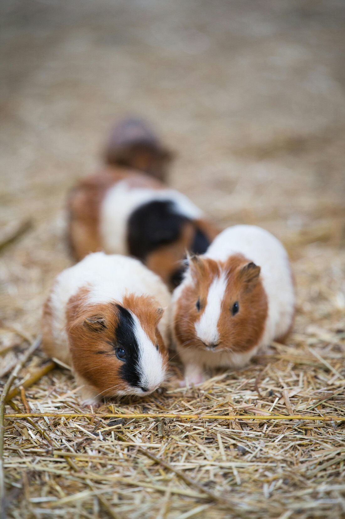 Rabbit and guinea pig sharing a clean indoor enclosure