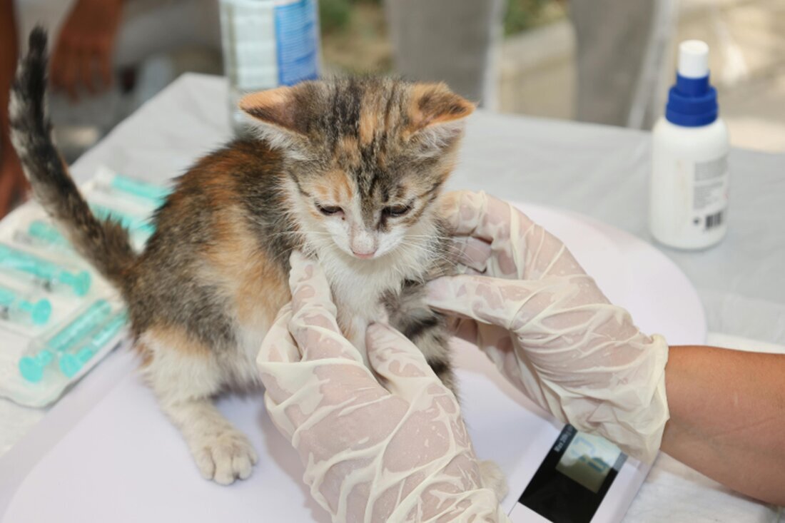 Cat waiting calmly before a grooming appointment