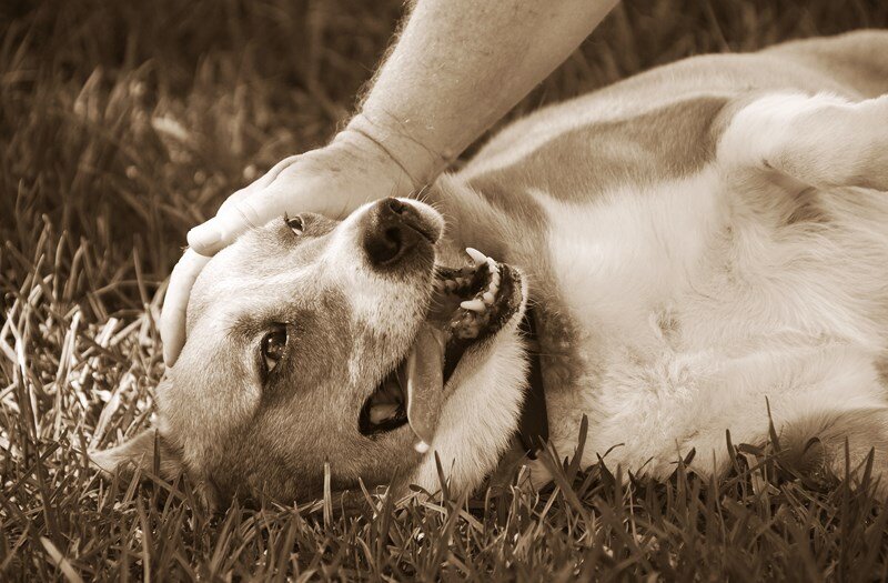 Pet sitter visiting a dog and cat at home for feeding and care.